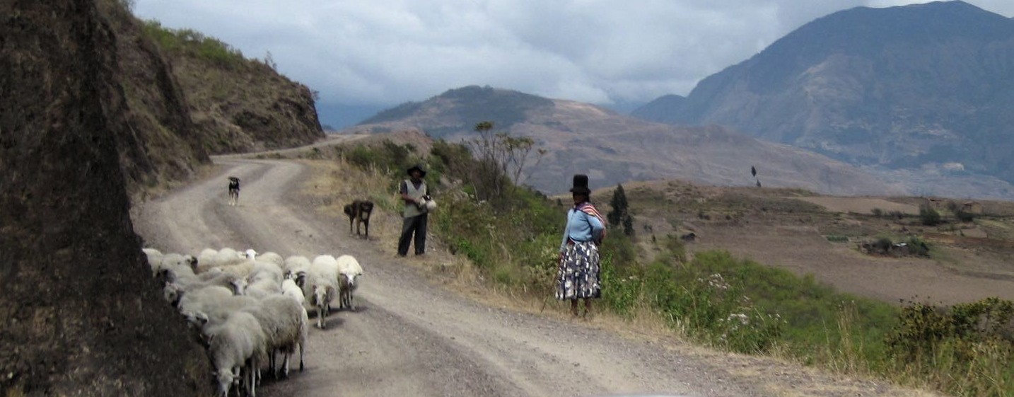 Travesía Coroico - Cochabamba, ruta Cajuata - Morochata, ovejas llegando al río Sacambaya.