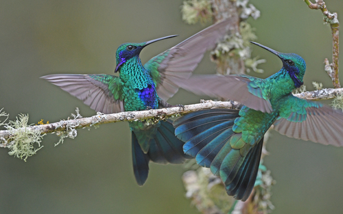 Avistamiento de aves en Bolivia, colibrí