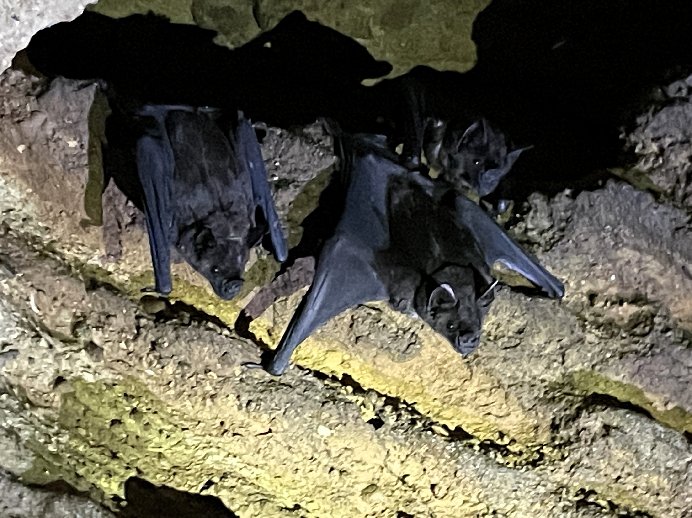 PN Carrasco, caverna de murciélagos