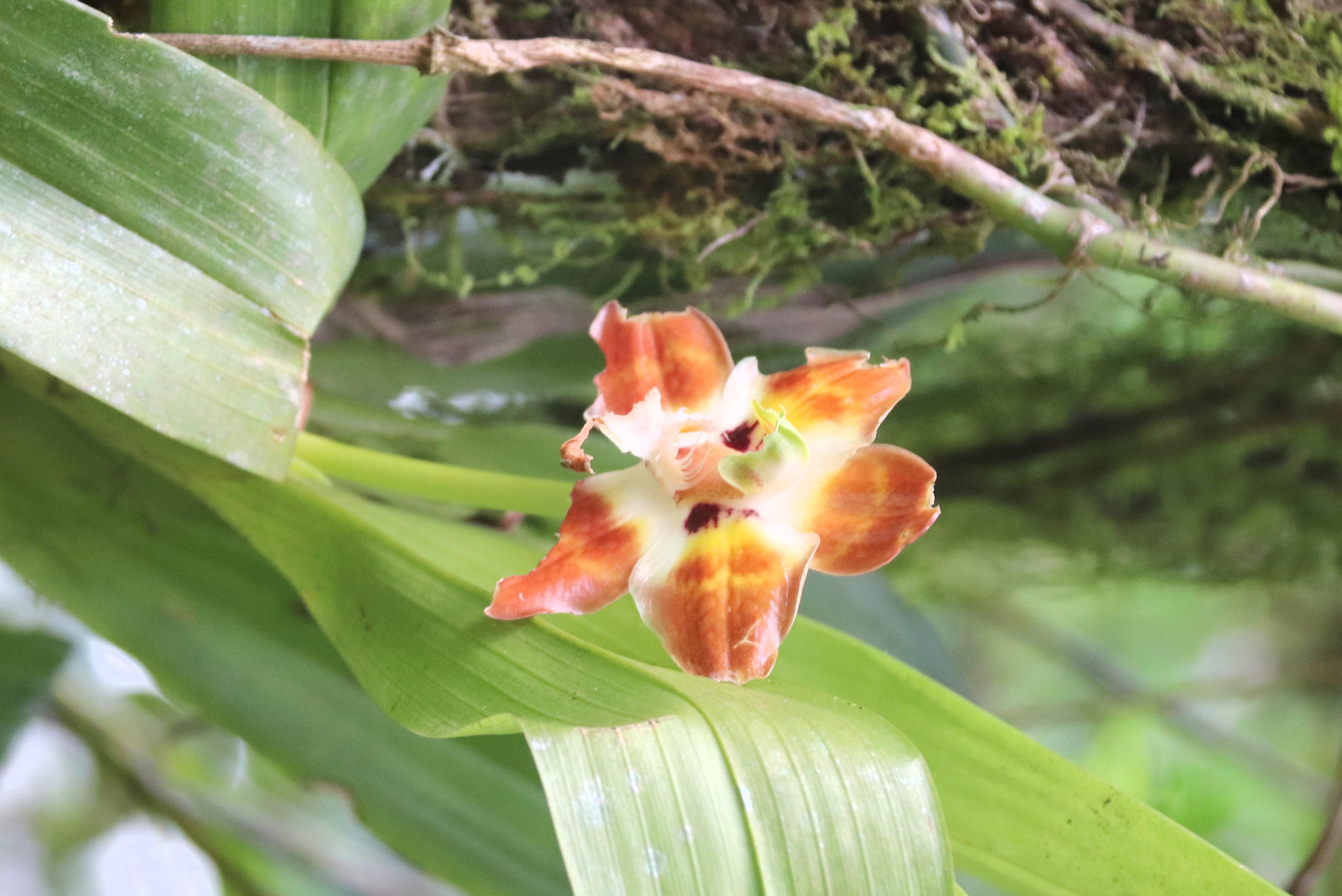 Orquídea cyrtochilum sp., Parque Nacional Carrasco