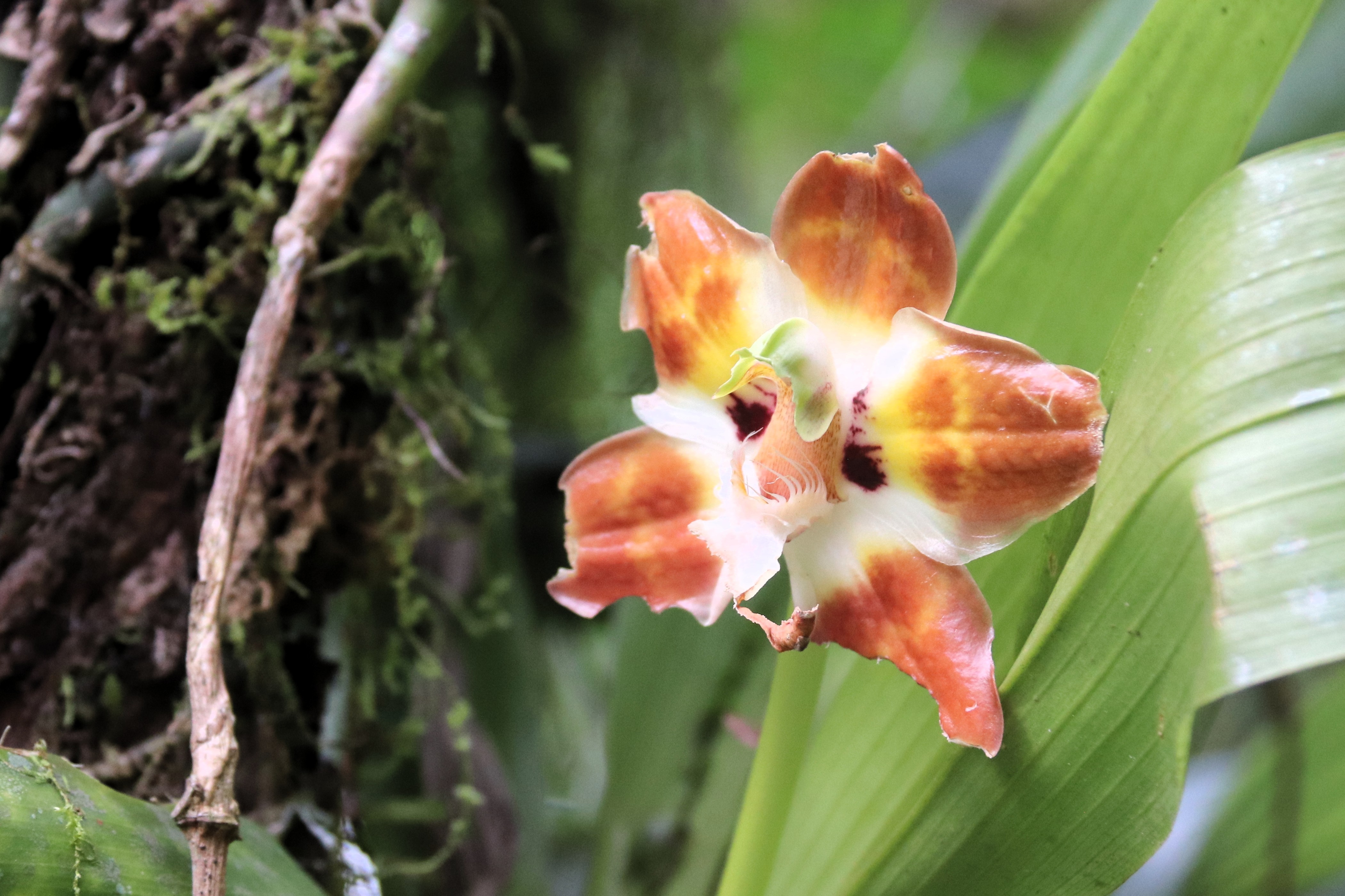 PN Carrasco, orquídea cyrtochilum sp.